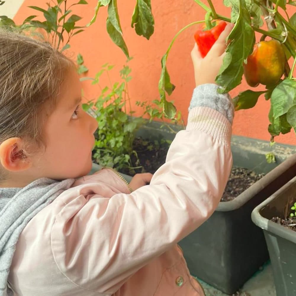 Niña cortando un jitomate maduro en el huerto