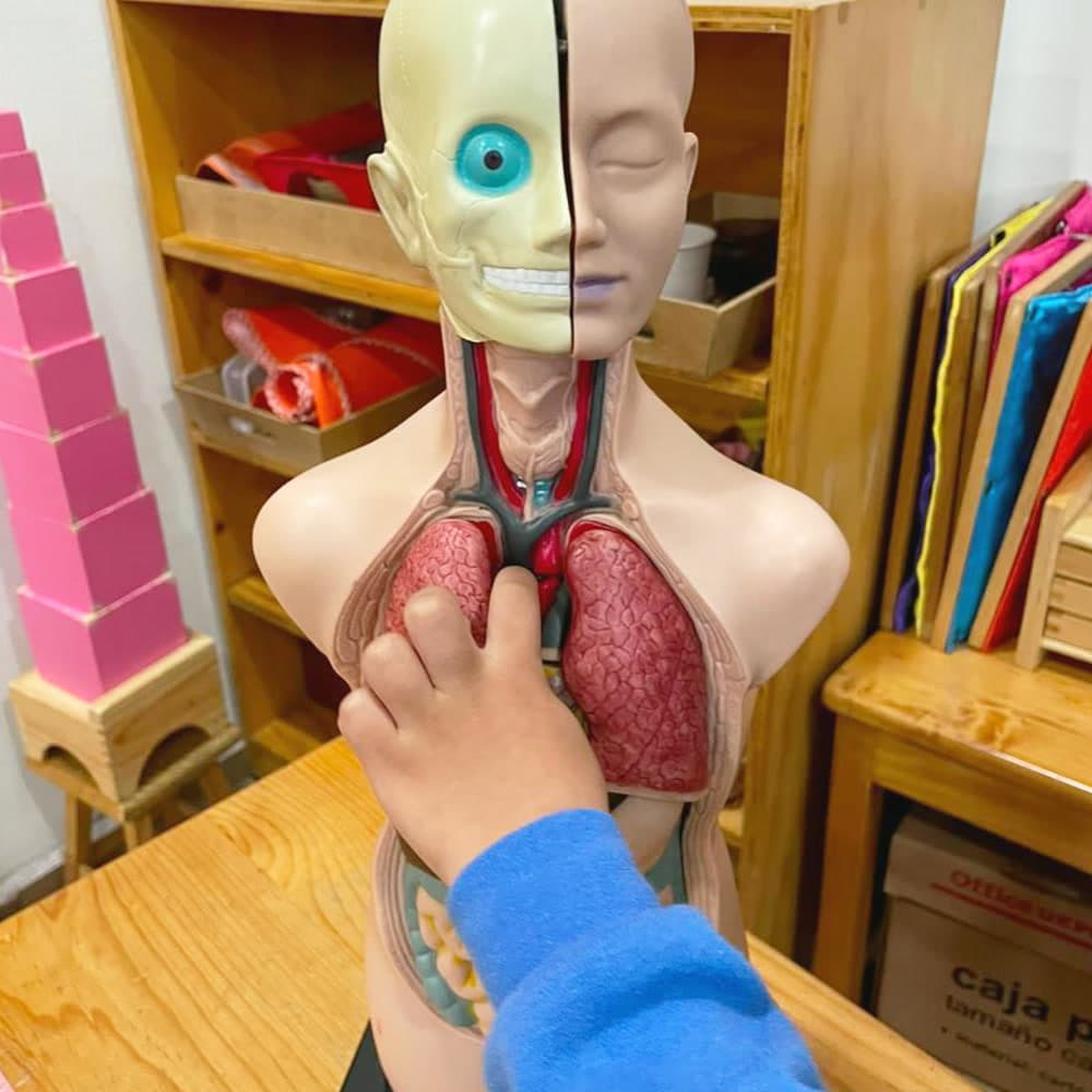 Niño explorando el modelo anatómico del cuerpo humano